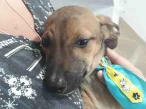 Cachorro raça Srd idade 2 a 6 meses nome Joylson bebê lindo 