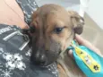 Joylson bebê lindo