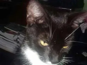 Gato raça Siamês  idade 7 a 11 meses nome Carminha e Caleu