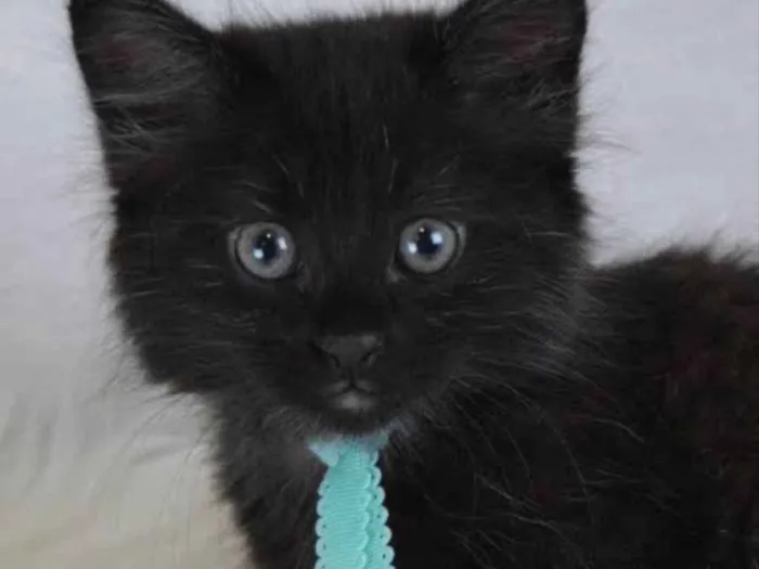 Gato ra a SRD idade 2 a 6 meses nome Café 