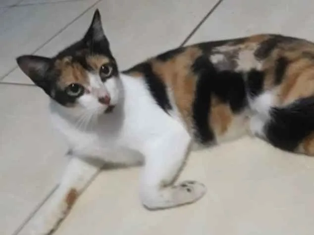 Gato ra a SRD idade 7 a 11 meses nome Cristal 