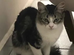 Gato raça Srd idade 7 a 11 meses nome Iris