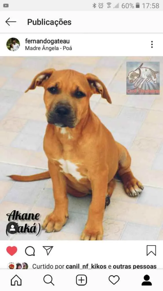 Cachorro raça American Pit Bull Terrier  idade 7 a 11 meses nome Akane