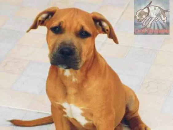 Cachorro raça American Pit Bull Terrier  idade 7 a 11 meses nome Akane