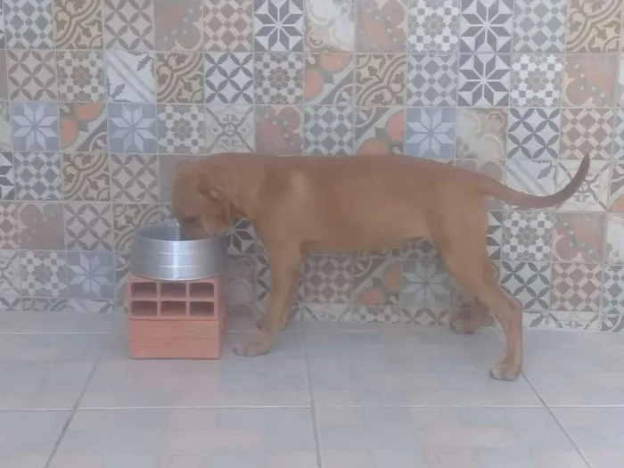 Cachorro raça American Pit Bull Terrier  idade 7 a 11 meses nome Akane