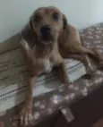 Belinha