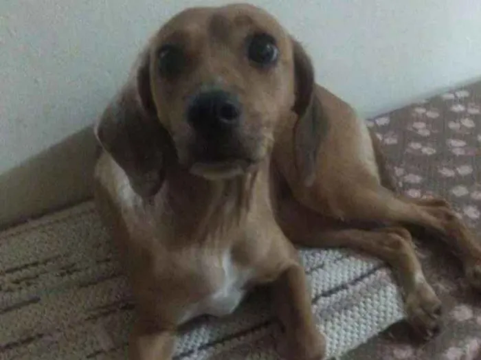 Cachorro ra a SRD idade 1 ano nome Belinha