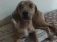 Belinha