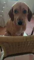 Belinha