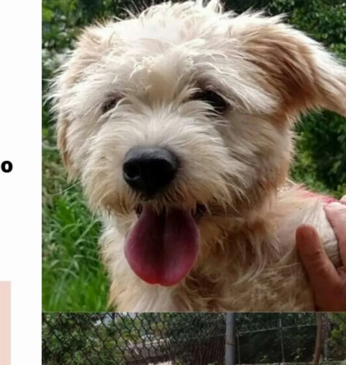 Cachorro ra a  idade 2 anos nome Heráclito 