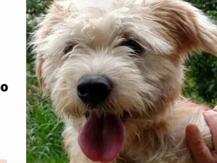 Cachorro ra a  idade 2 anos nome Heráclito 
