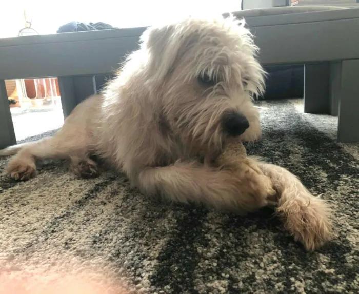 Cachorro ra a  idade 2 anos nome Heráclito 
