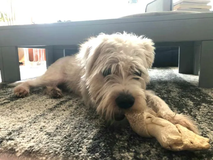 Cachorro ra a  idade 2 anos nome Heráclito 