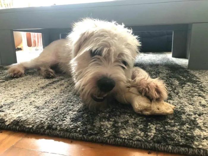 Cachorro ra a  idade 2 anos nome Heráclito 