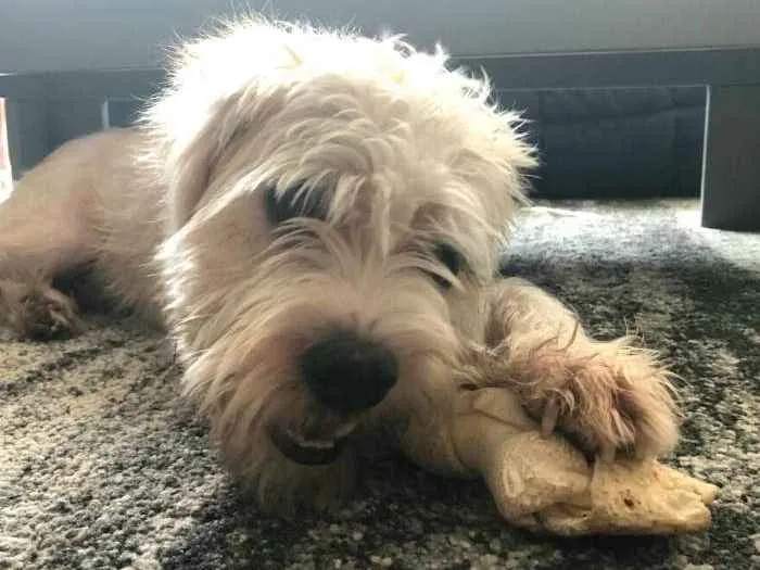 Cachorro ra a  idade 2 anos nome Heráclito 