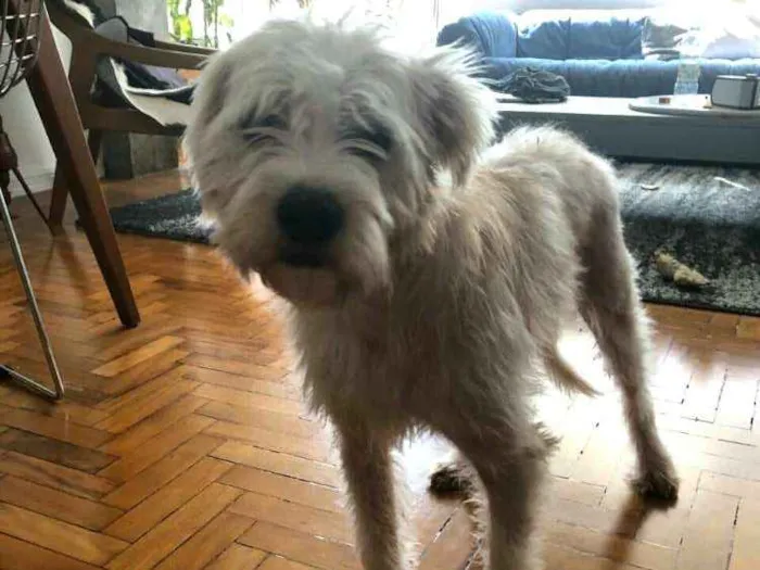 Cachorro ra a  idade 2 anos nome Heráclito 