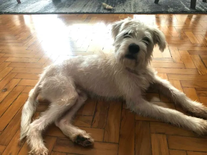 Cachorro ra a  idade 2 anos nome Heráclito 