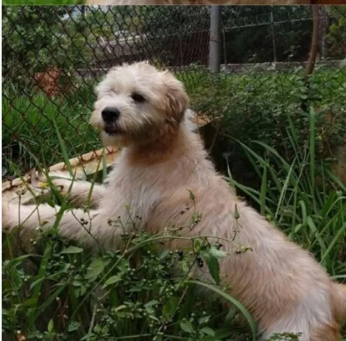 Cachorro ra a  idade 2 anos nome Heráclito 