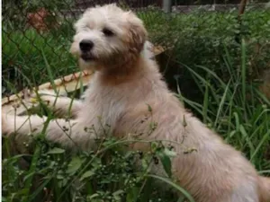 Cachorro raça  idade 2 anos nome Heráclito 