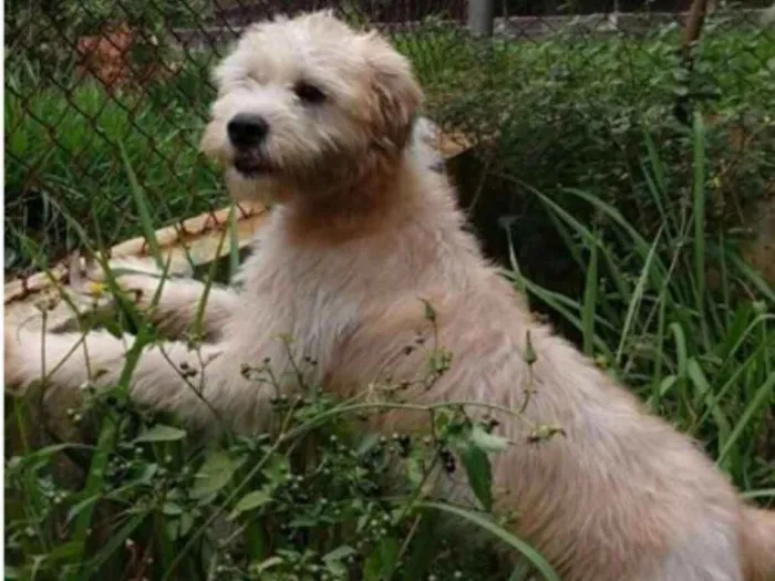 Cachorro ra a  idade 2 anos nome Heráclito 