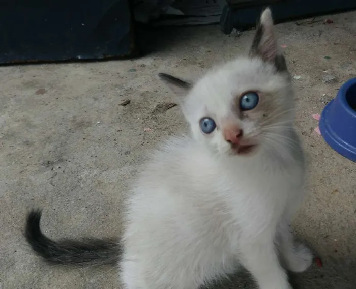 Gato ra a mestiço siamês idade 2 a 6 meses nome Bibi