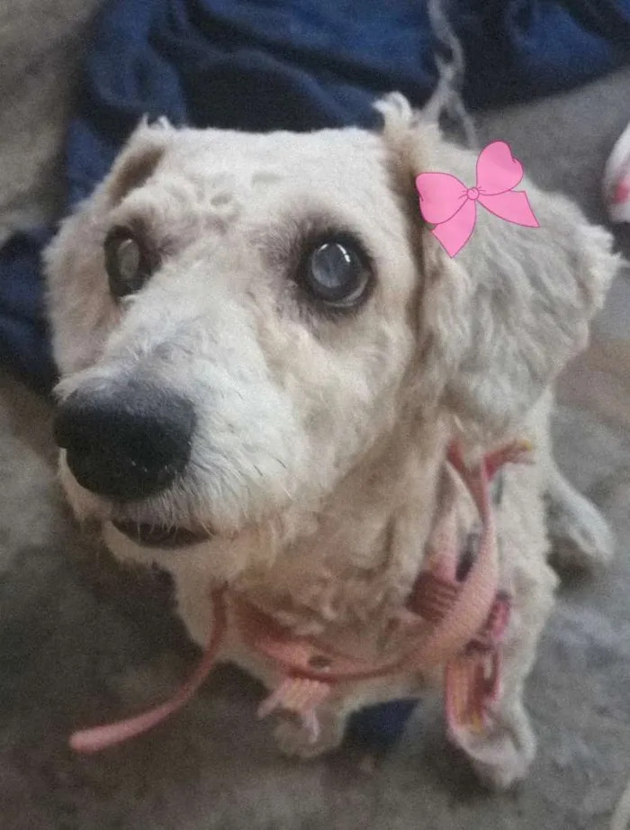 Cachorro ra a Poodle mestiça  idade 4 anos nome Minerva