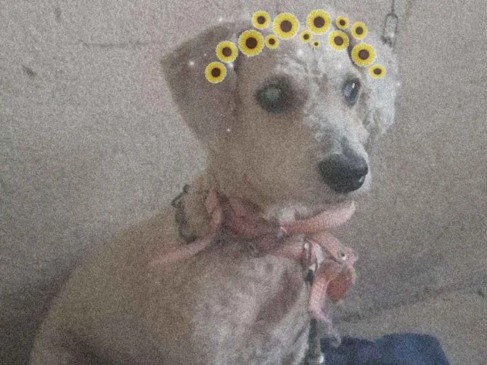 Cachorro ra a Poodle mestiça  idade 4 anos nome Minerva