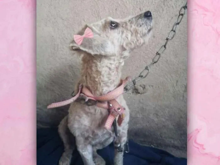 Cachorro ra a Poodle mestiça  idade 4 anos nome Minerva