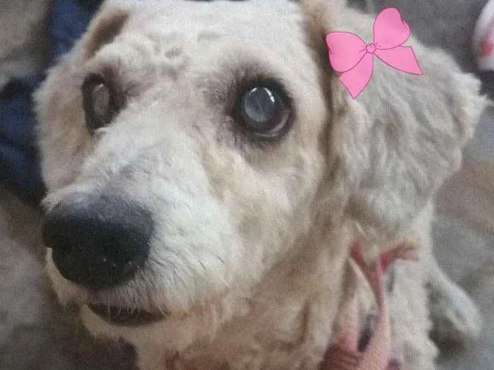 Cachorro ra a Poodle mestiça  idade 4 anos nome Minerva