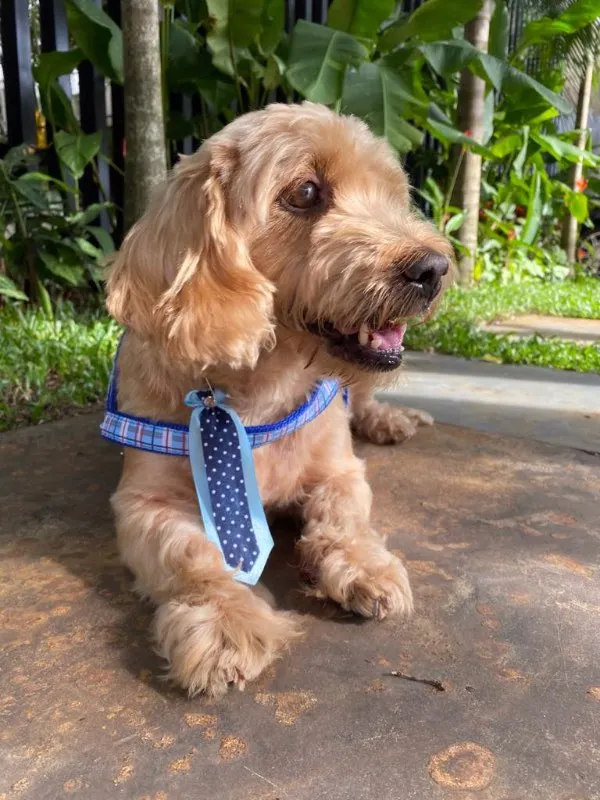 Cachorro ra a SRD idade 6 ou mais anos nome DONO FALECEU