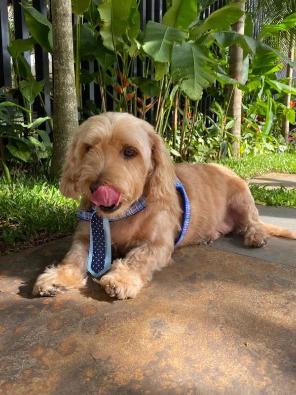 Cachorro ra a SRD idade 6 ou mais anos nome DONO FALECEU