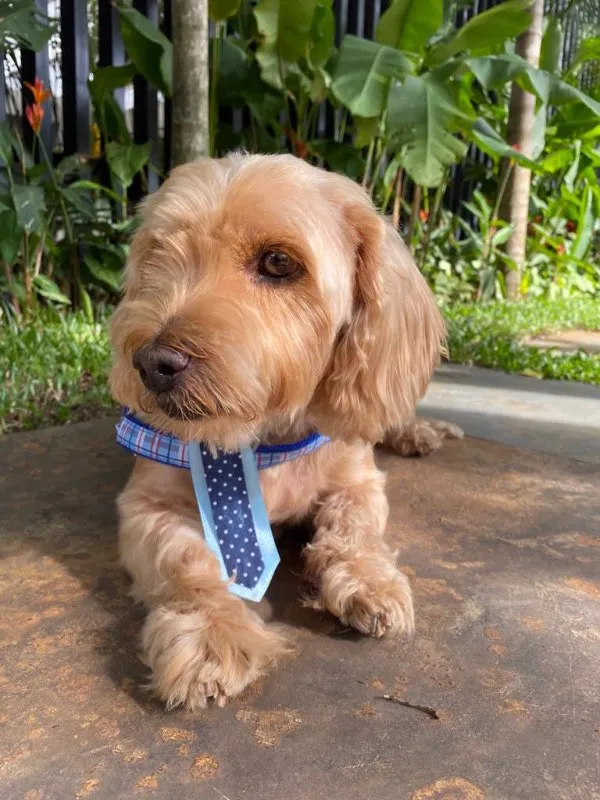 Cachorro ra a SRD idade 6 ou mais anos nome DONO FALECEU