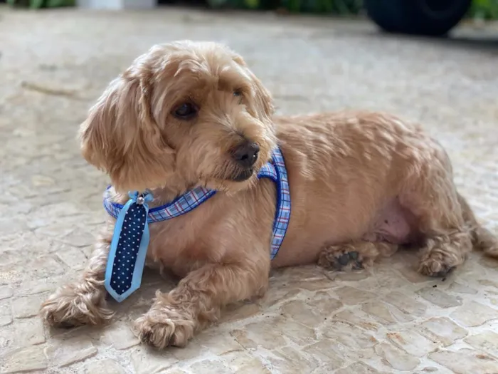 Cachorro ra a SRD idade 6 ou mais anos nome DONO FALECEU