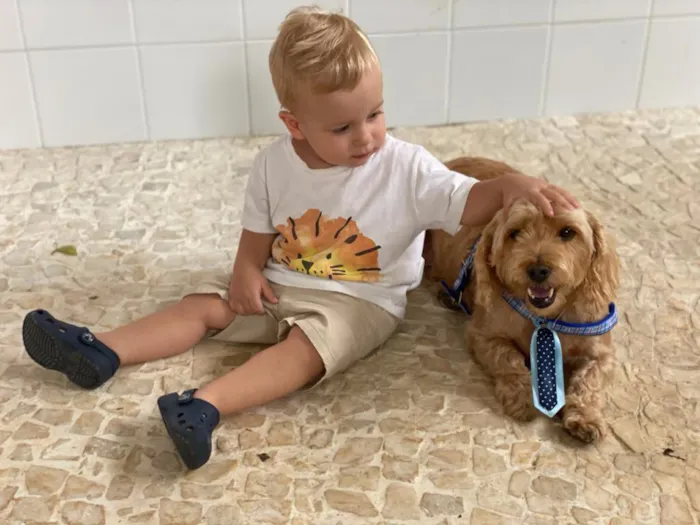 Cachorro ra a SRD idade 6 ou mais anos nome DONO FALECEU