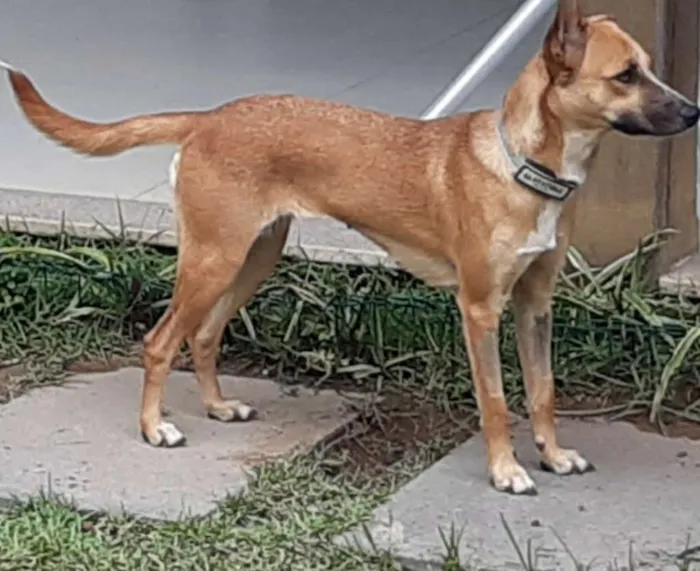 Cachorro ra a SRD idade 1 ano nome Suri