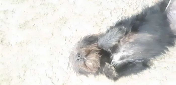 Cachorro ra a SRD idade 7 a 11 meses nome Rubi