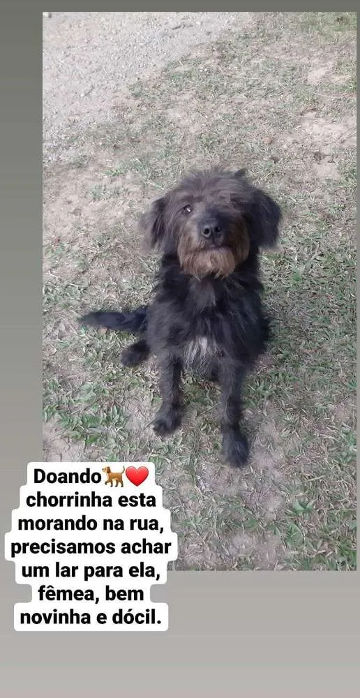Cachorro ra a SRD idade 7 a 11 meses nome Rubi