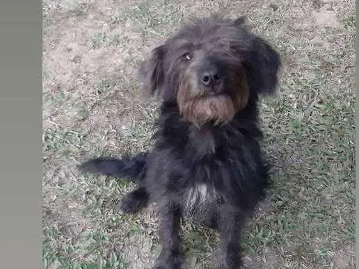 Cachorro ra a SRD idade 7 a 11 meses nome Rubi