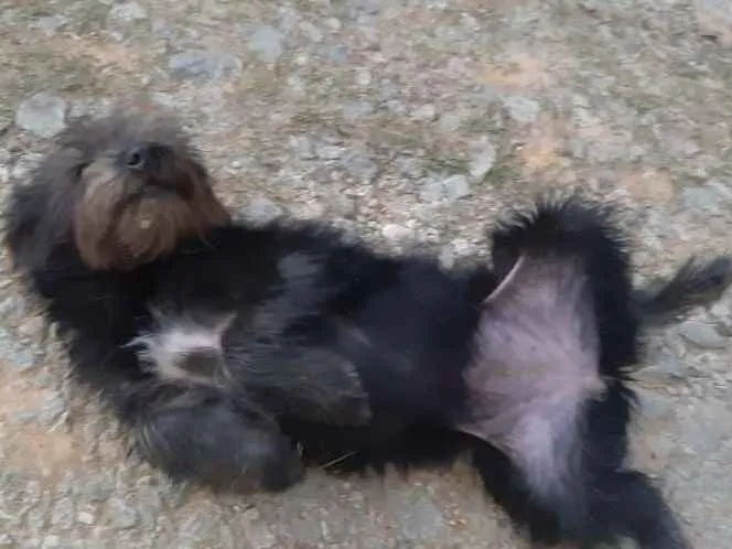 Cachorro ra a SRD idade 7 a 11 meses nome Rubi