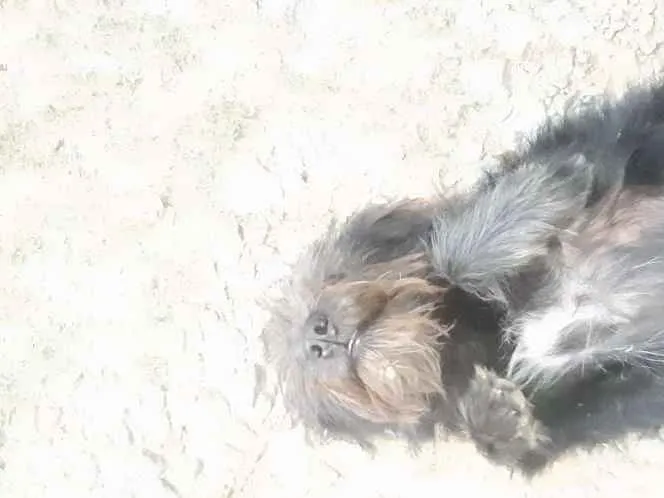 Cachorro ra a SRD idade 7 a 11 meses nome Rubi