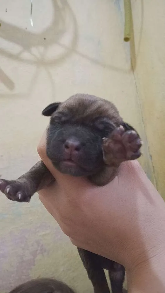 Cachorro ra a SRD idade Abaixo de 2 meses nome Filhotes