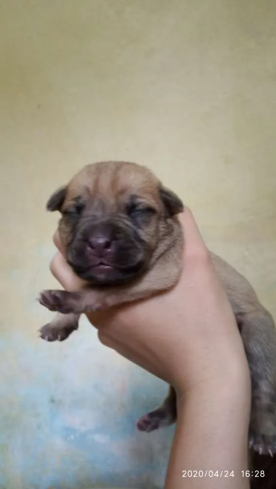 Cachorro ra a SRD idade Abaixo de 2 meses nome Filhotes
