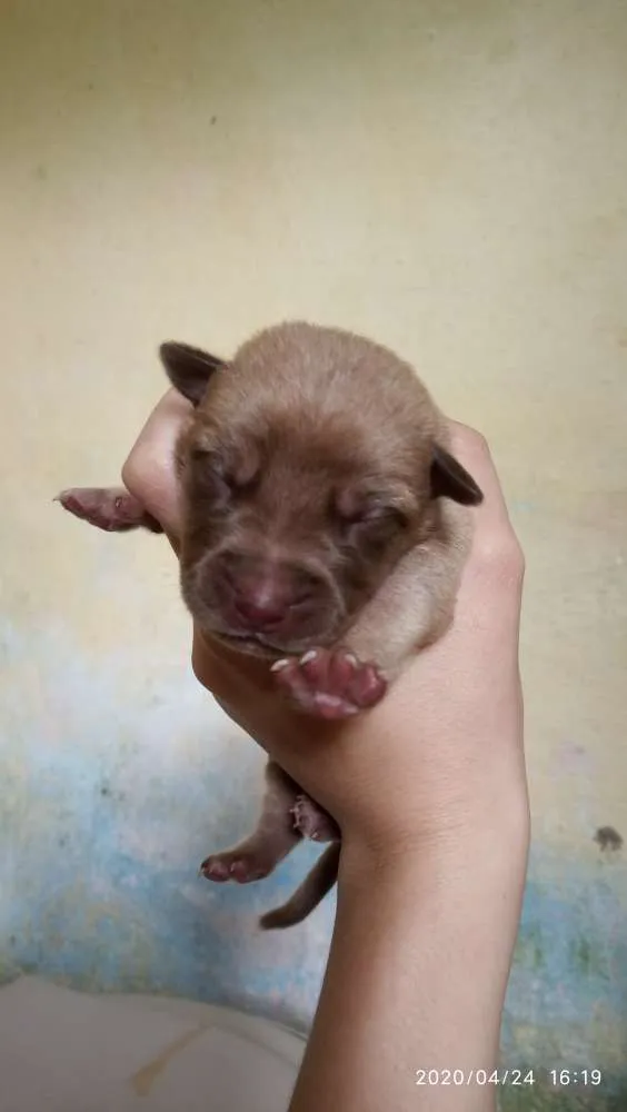Cachorro ra a SRD idade Abaixo de 2 meses nome Filhotes