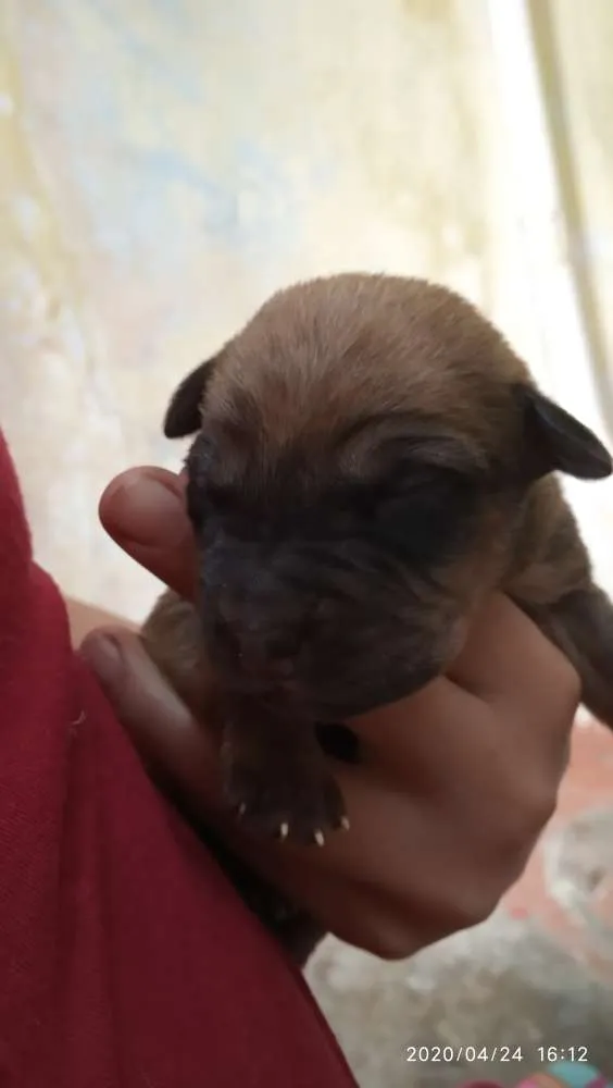 Cachorro ra a SRD idade Abaixo de 2 meses nome Filhotes