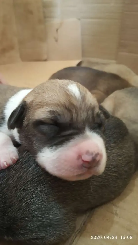 Cachorro ra a SRD idade Abaixo de 2 meses nome Filhotes