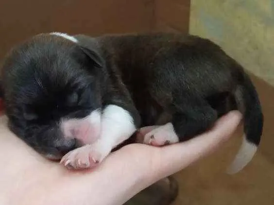 Cachorro ra a SRD idade Abaixo de 2 meses nome Filhotes