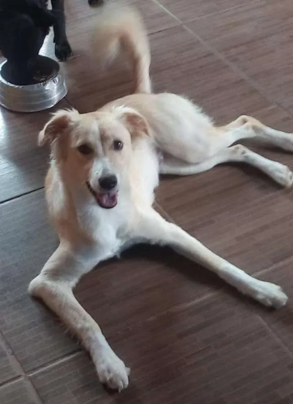Cachorro ra a SRD idade 2 anos nome Clara
