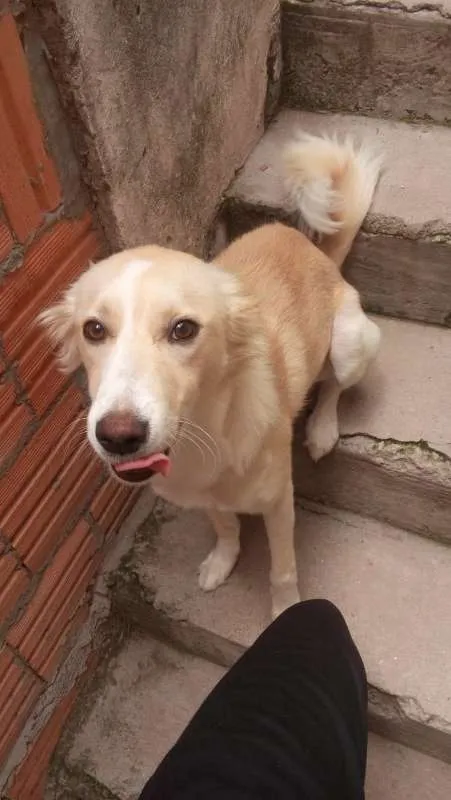 Cachorro ra a SRD idade 2 anos nome Clara