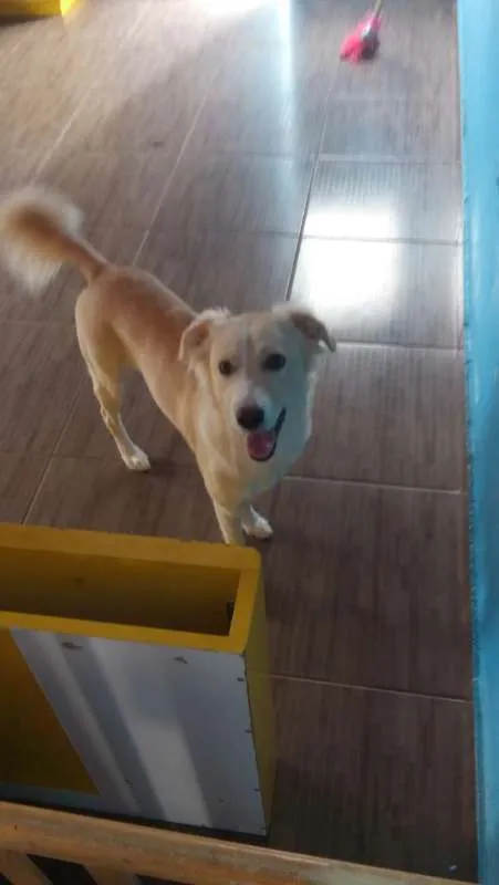 Cachorro ra a SRD idade 2 anos nome Clara