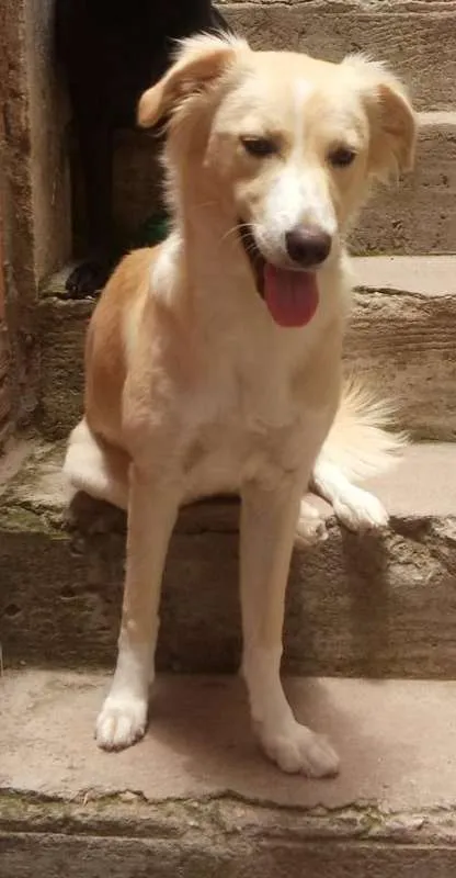 Cachorro ra a SRD idade 2 anos nome Clara